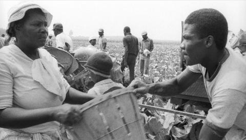 Photograph of Haitian migrant workers