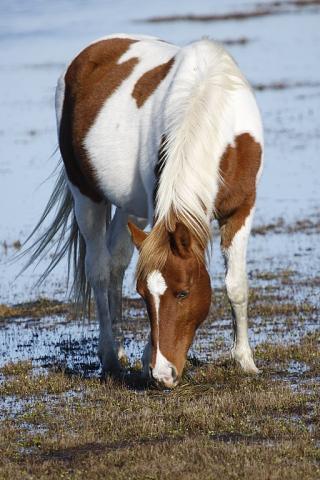 Chincoteague pony on the beach.