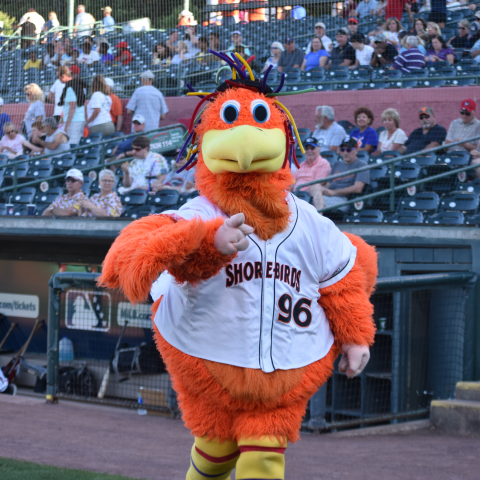 Sherman the Shorebird: an orange bird mascot in a baseball jersey