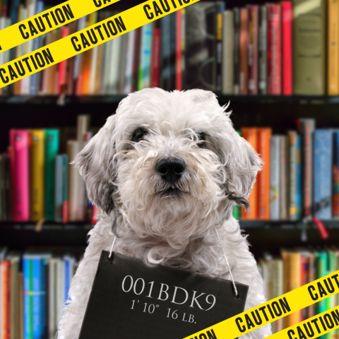 A picture of a dog in front of a bookshelf with a mug shot board around its neck. Two rows of caution tape border the top left and bottom right corners.